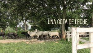 Una gota de leche - 1